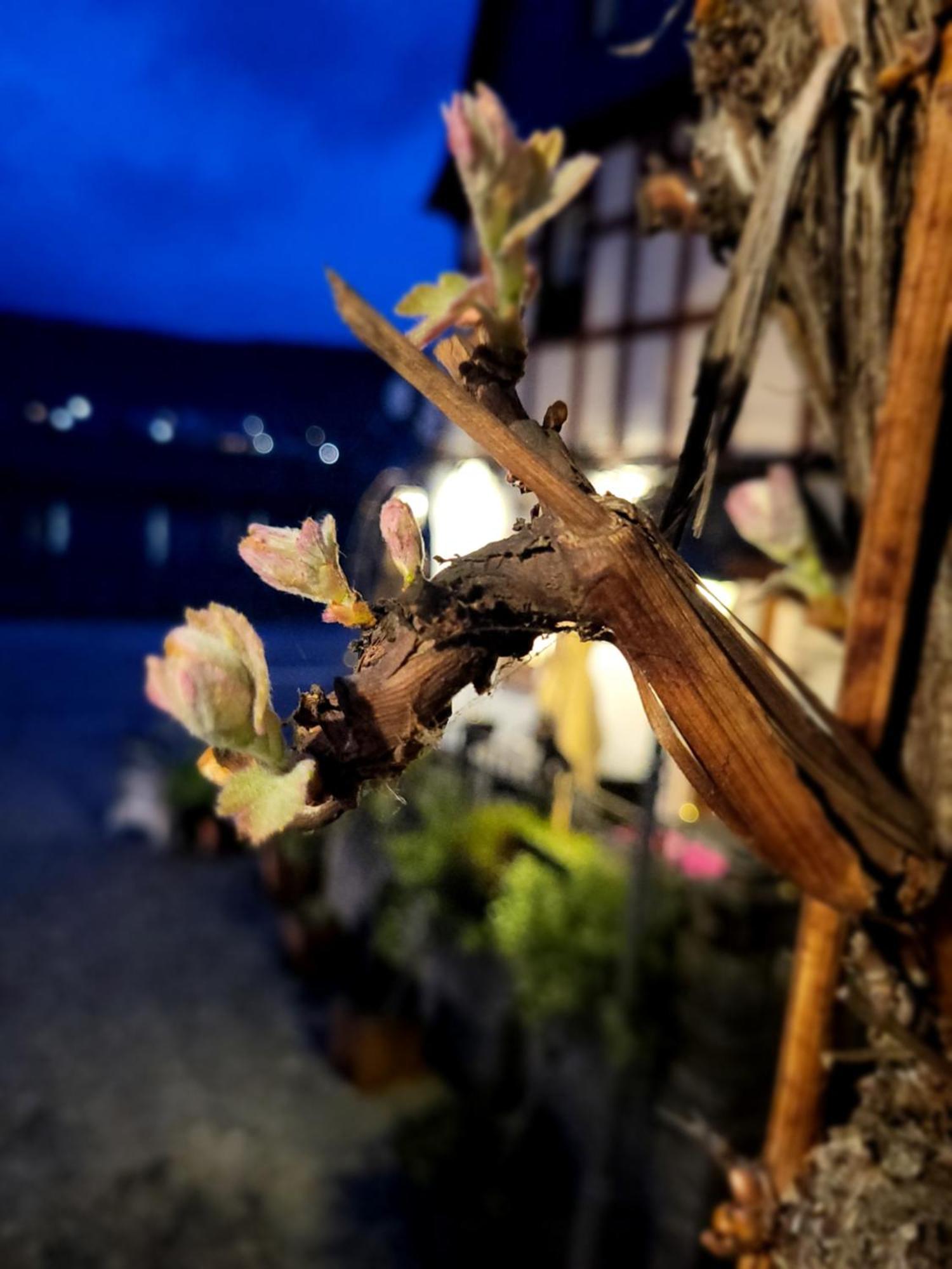 Hotel Restaurant Alte Stadtmauer Beilstein  Luaran gambar